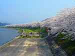 仙北市角館町桧木内川堤の桜並木