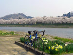 対岸から見る桜もまた見事なこと・・