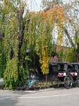 角館の枝垂れ桜の葉も色づき始めました
