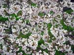雨に濡れても・・今日の桜
