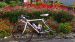 DSC03563.jpg