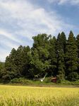 堀切のさかさイチョウ・・伝説が本当なら樹齢400年の巨木