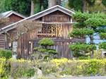干し柿